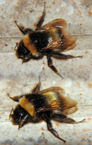 Bombus sp.